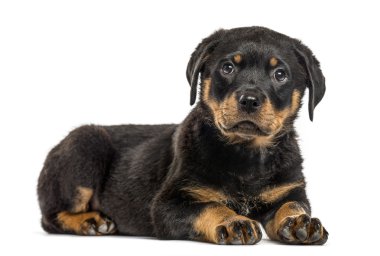 Beyaz izole rottweiler yavru