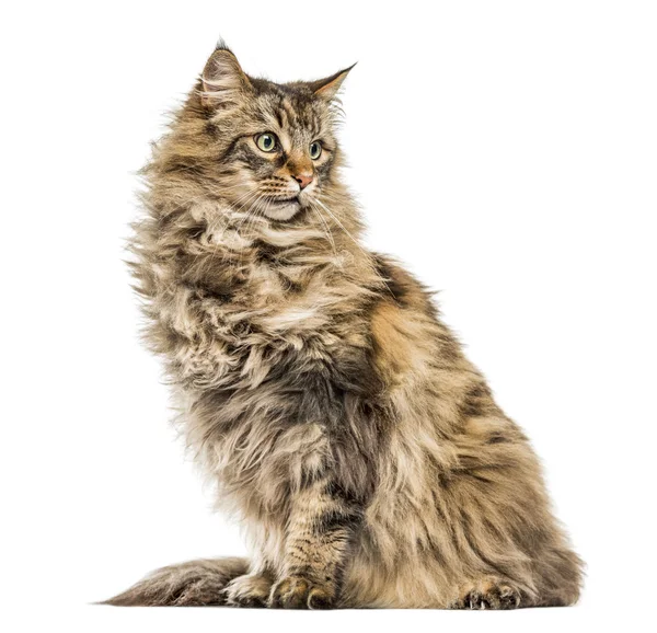 Maine Coon isolated on white — Stock Photo, Image