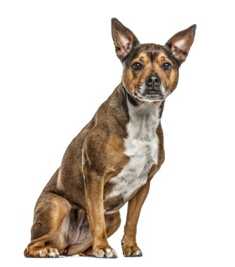 beyaz izole köpek crossbreed