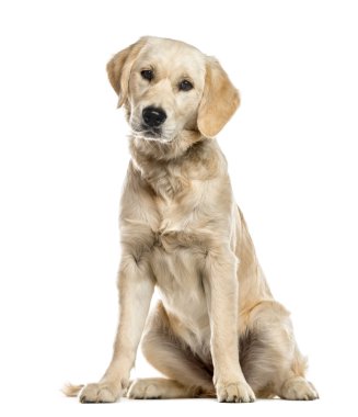 Golden Retriever köpek yavrusu beyazı izole etti