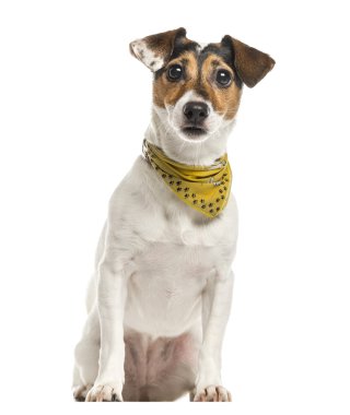 Jack Russell Terrier üzerinde beyaz izole