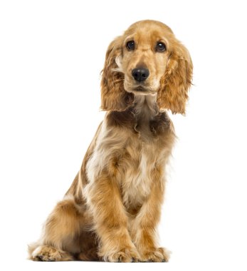 İngiliz cocker spaniel beyaz üzerine izole