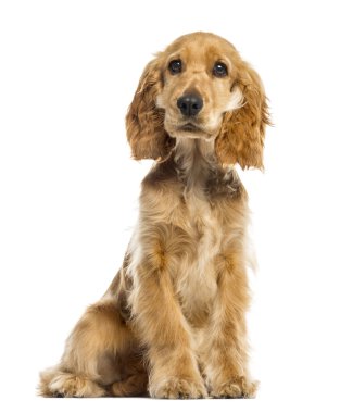 İngiliz cocker spaniel beyaz üzerine izole