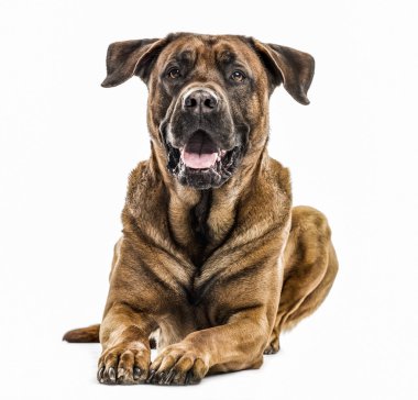 Beyaz izole büyük Pyrenees köpek yavrusu