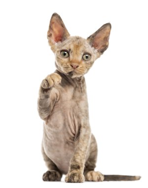 Beyaz izole yoksun Rex kedi
