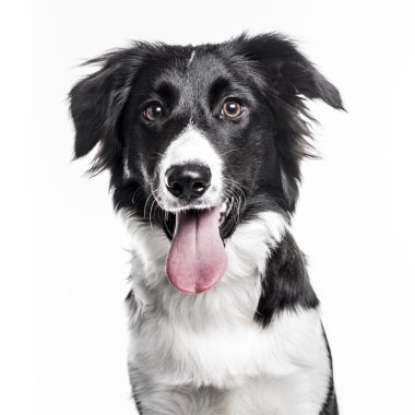 Border collie köpek yavrusu beyazda izole edilmiş