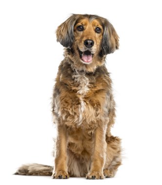 beyaz izole köpek crossbreed