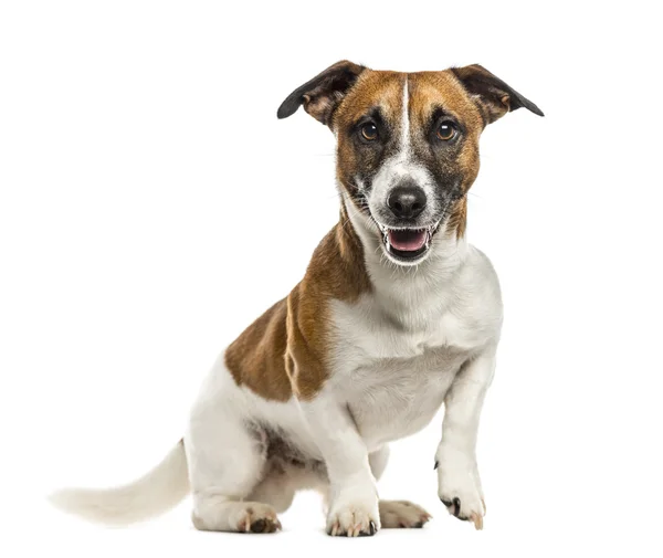 Jack Russell Terrier isolado em branco — Fotografia de Stock