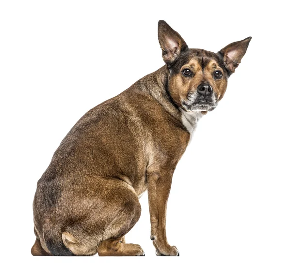 Cruzamento cão isolado em branco — Fotografia de Stock