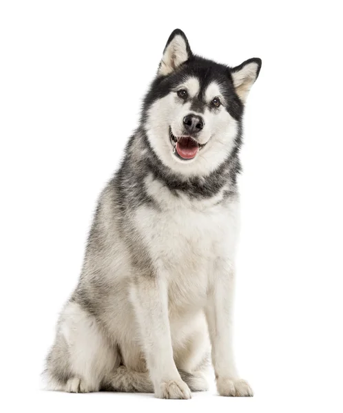 Alaskan malamute beyaz izole — Stok fotoğraf