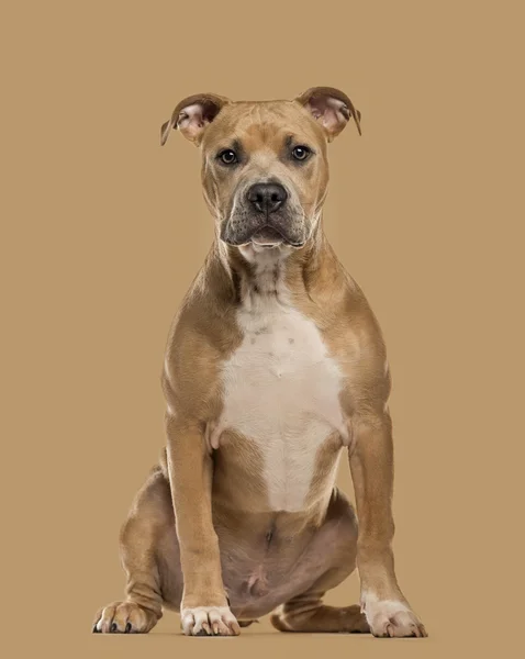 Staffordshire Bull Terrier cucciolo isolato su sfondo beige — Foto Stock