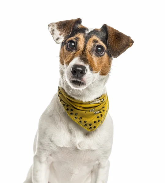 Jack Russell Terrier isolerad på vit — Stockfoto