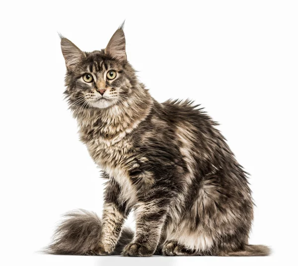 Maine Coon aislado en blanco —  Fotos de Stock