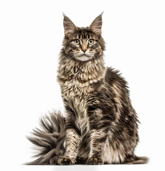 Maine Coon aislado en blanco —  Fotos de Stock