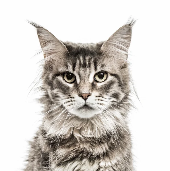 Maine Coon isolato su bianco — Foto Stock