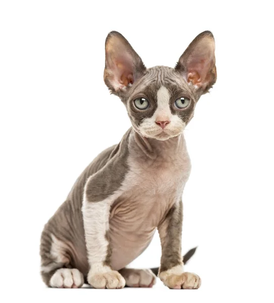 Devon Rex gatinho isolado em branco — Fotografia de Stock