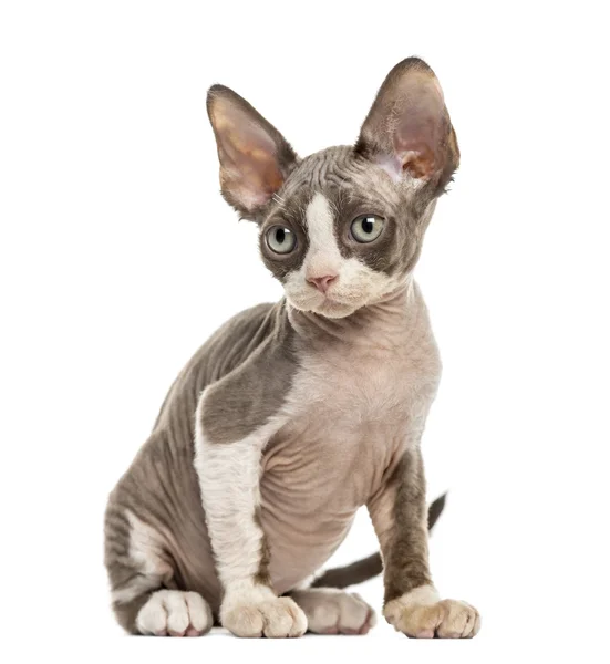 Gatito Devon Rex aislado en blanco —  Fotos de Stock