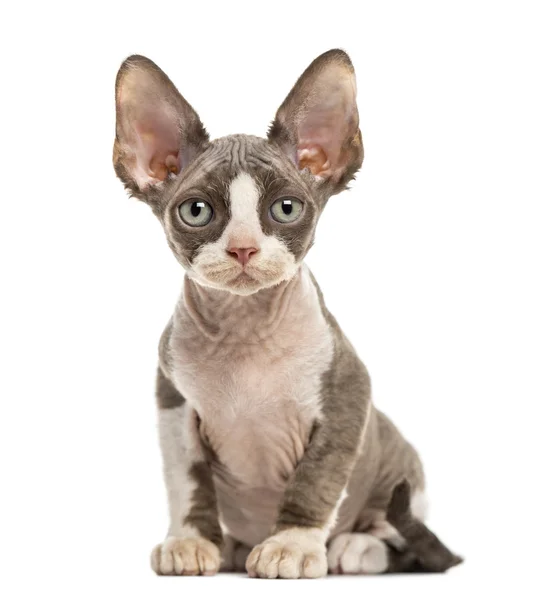 Devon Rex gatinho isolado em branco — Fotografia de Stock