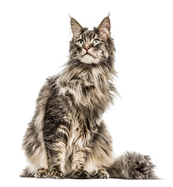 Maine Coon isoliert auf weiß — Stockfoto