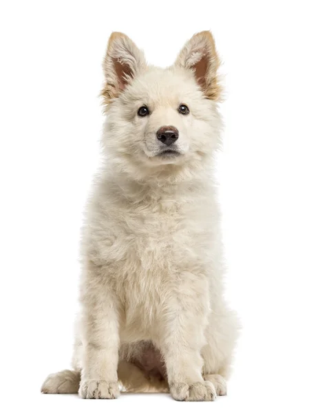 Weißer Schweizer Schäferhund Welpe isoliert auf weiss — Stockfoto