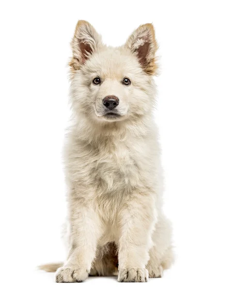 Cãozinho pastor suíço branco isolado em branco — Fotografia de Stock