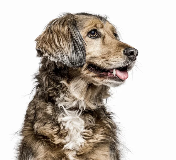 Perro cruzado aislado en blanco — Foto de Stock