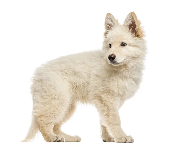 White Swiss Shepherd puppy isolated on white — Stock Photo, Image