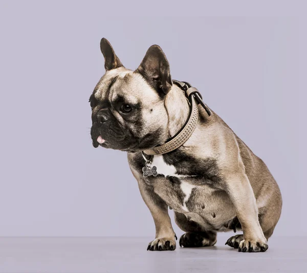 Fransk Bulldog mot en lila bakgrund, tittar ner — Stockfoto