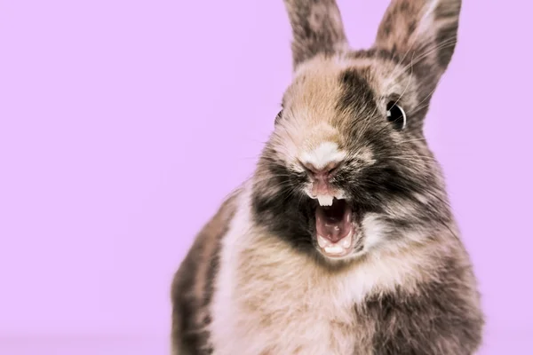 Primo piano di un coniglio divertente su uno sfondo viola — Foto Stock