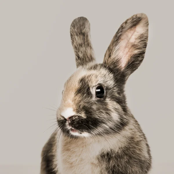 Close-up of a Rabbit against a beige background — Stock Photo, Image