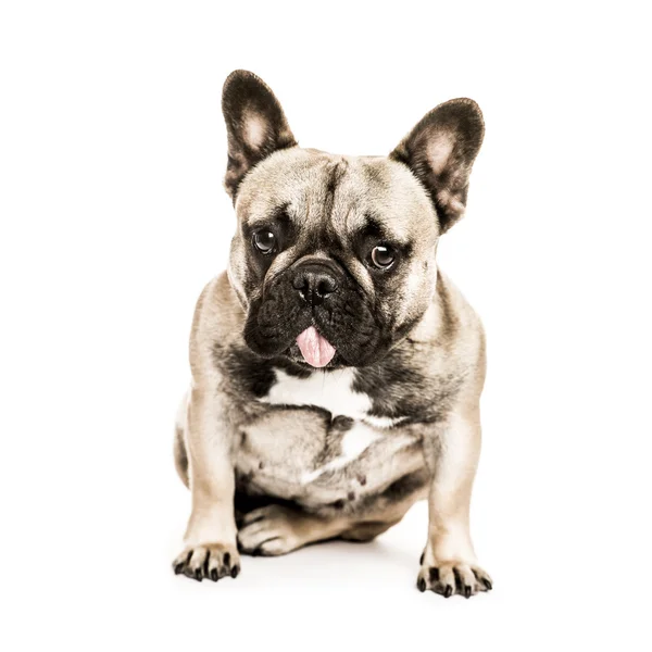 French Bulldog looking at the camera, isolated on white — Stock Photo, Image