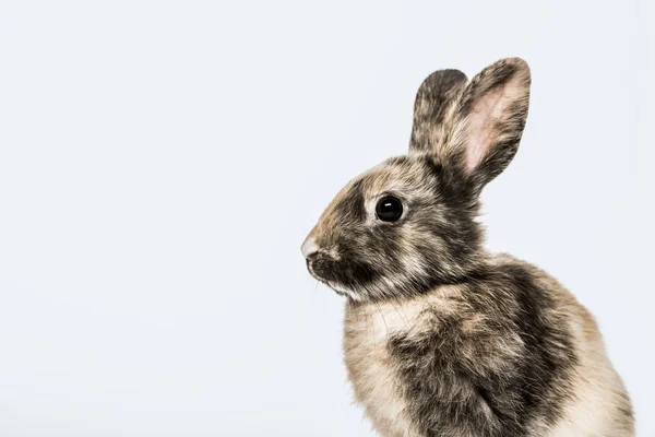 Profiel van:: konijn — Stockfoto