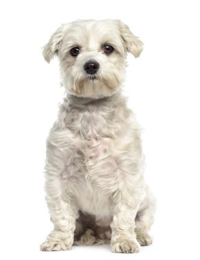 Bichon frise köpek oturma ve karşı karşıya, izole üzerinde beyaz