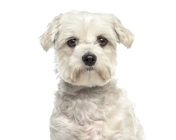 Primer plano del perro maltés Bichon frente aislado en blanco — Foto de Stock