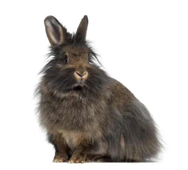 Widok boczny Mini Lop królik na białym tle — Zdjęcie stockowe