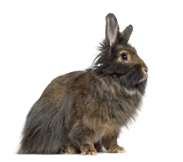 Vista laterale di Mini Lop Rabbit isolato su bianco — Foto Stock