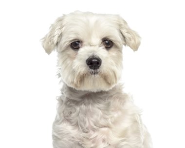 Beyaz izole close-up Bichon Malta köpek karşı karşıya