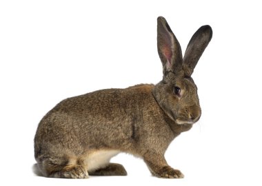 Side view of a Flemish Giant rabbit isolated on white clipart