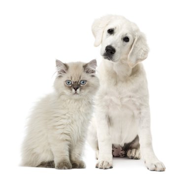 Kedi ve köpek oturma üzerine beyaz izole