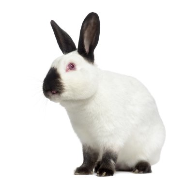 Rus tavşan izole üzerinde beyaz arıyorsunuz