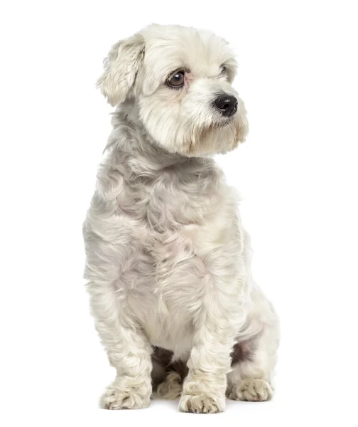 Bichon perro maltés sentado y mirando hacia otro lado aislado en blanco — Foto de Stock