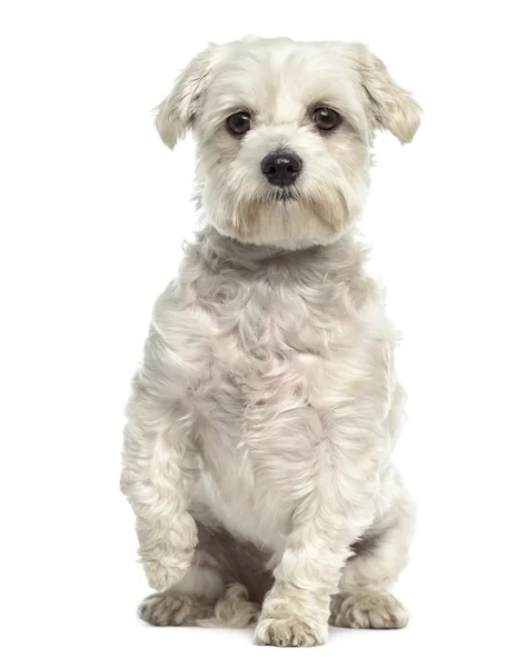 Bichon perro maltés pawing up aislado en blanco —  Fotos de Stock