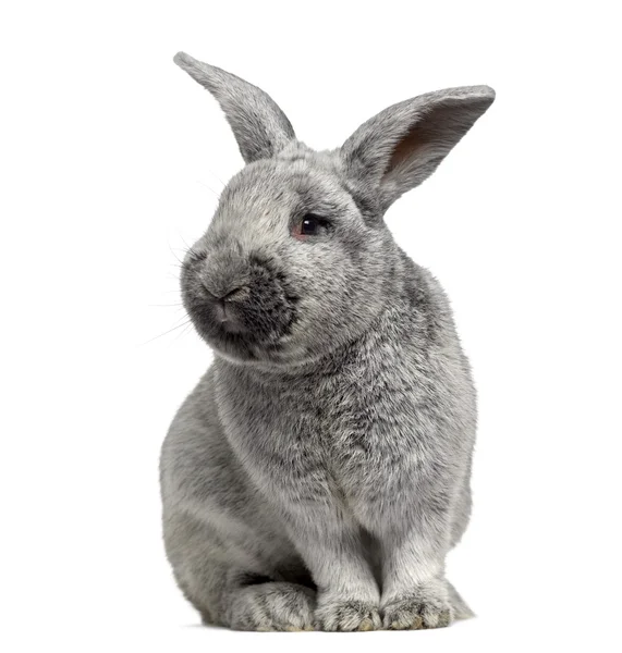 Lindo conejo Argente aislado en blanco — Foto de Stock