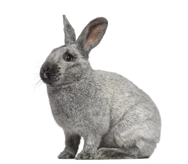Beyaz izole şirin Argente tavşan yan görünüm — Stok fotoğraf