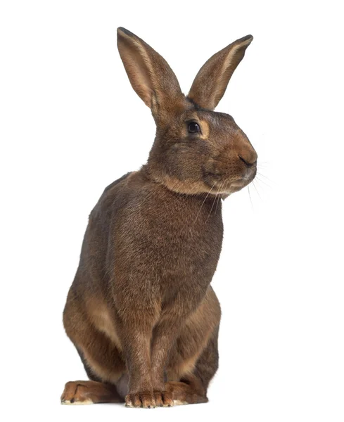 Belgická zajíc izolované na bílém — Stock fotografie