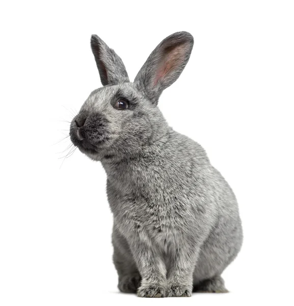 Argente Kaninchen isoliert auf weiß — Stockfoto