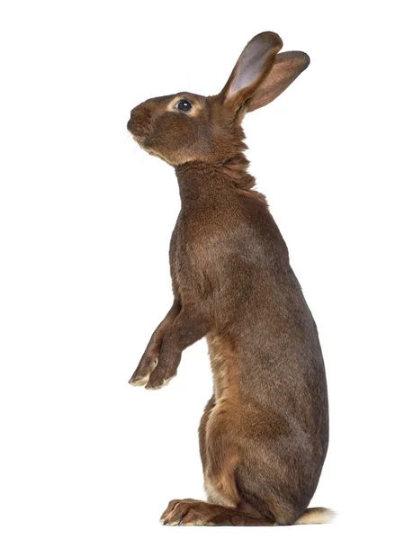 Lièvre belge sur les pattes postérieures isolé sur blanc — Photo