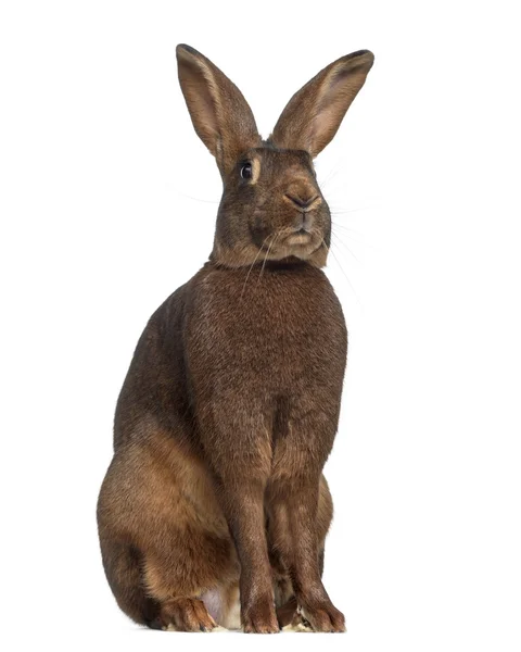Belgisk Hare isolerad på vit — Stockfoto