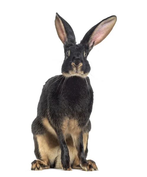 Belgian Hare facing isolated on white — Stock Photo, Image