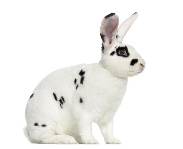 Rex Dalmatian Rabbit isolated on white — Stock Photo, Image